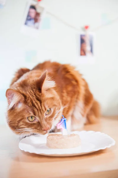 Cumpleaños de Kurilian Bobtail — Foto de Stock