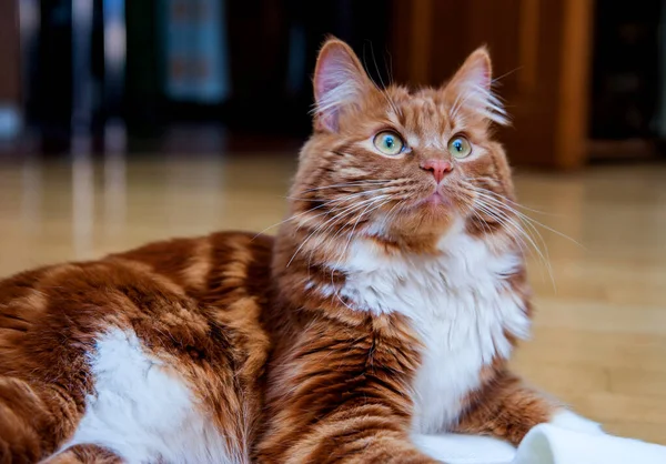 Una foto de Kurilian bobtail cat — Foto de Stock