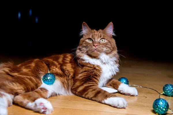 Uma foto de gato bobtail Kurilian — Fotografia de Stock