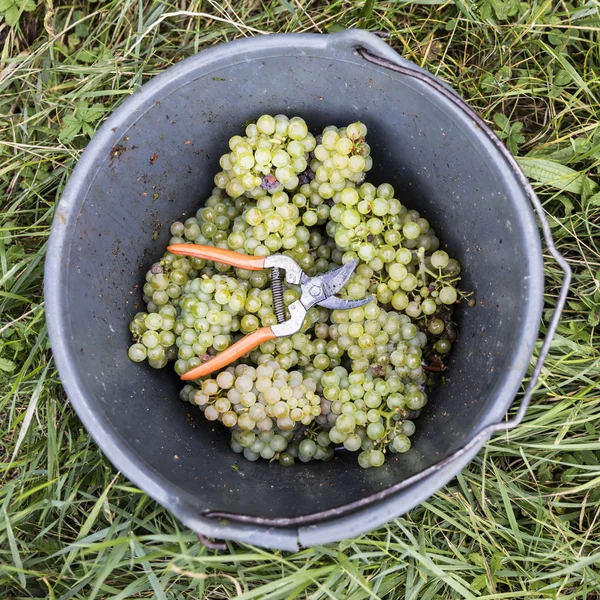 Vendemmia — Foto Stock