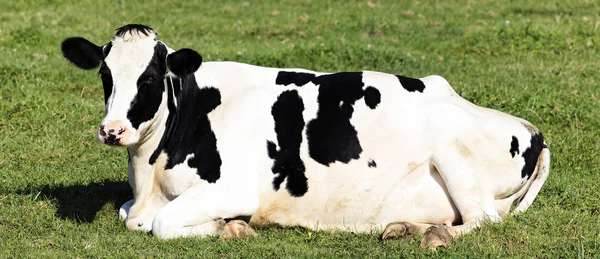 Schwarz-weiße Kuh im Liegen — Stockfoto