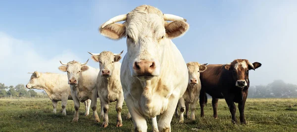 Vacas familiarmente al aire libre —  Fotos de Stock
