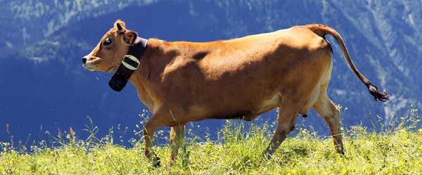 Alpine landscape and brown cow — Stock Photo, Image