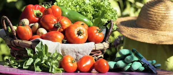 Friss zöldségfélék, secateur — Stock Fotó