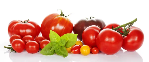 Tomates com manjericão isolado sobre fundo branco — Fotografia de Stock