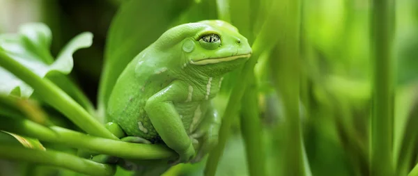 Portrait of  Monkey Frog — Stock Photo, Image