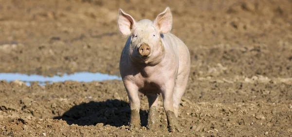 Porträt des Schweins — Stockfoto