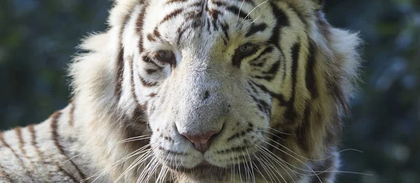 Fehér tigris fej — Stock Fotó