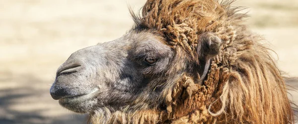 Cabeza de camello —  Fotos de Stock