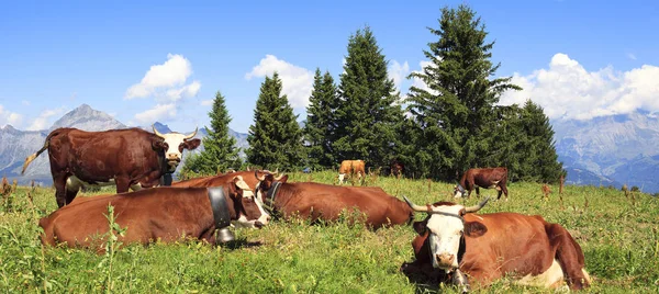 Paysage avec vaches — Photo