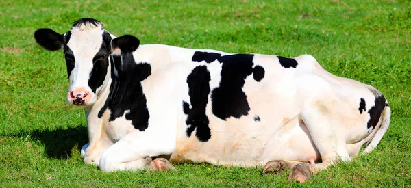 Schwarz-weiße Kuh auf dem Gras liegend — Stockfoto