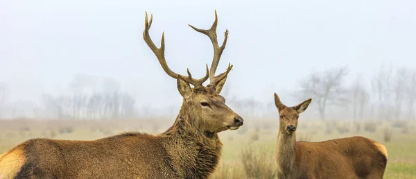 Deer and doe — Stock Photo, Image