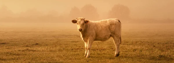 Koe in zonsondergang — Stockfoto