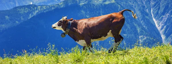 Cow running in french alps — Stock Photo, Image