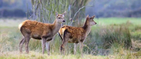 Weißnagel-Rehkitz in der Natur — Stockfoto