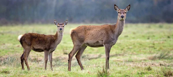 Sconosciuto e cerbiatto — Foto Stock