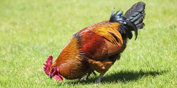 Yeşil çimenlerin üzerinde kahverengi horoz — Stok fotoğraf