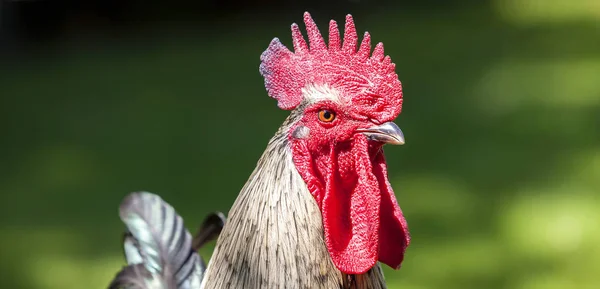Portrait of cock head — Stock Photo, Image