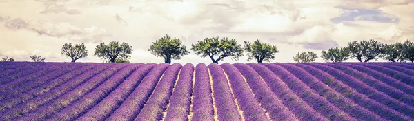 Campo de lavanda hermosa —  Fotos de Stock