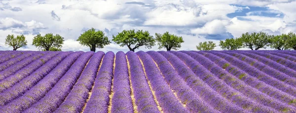 라벤더 밭의 보기 — 스톡 사진