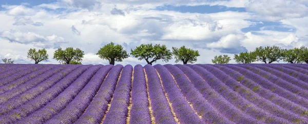 Horisontell vy av lavendel fält — Stockfoto