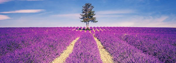 Lavender field and tree — Stock Photo, Image