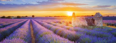 purple lavender filed in Valensole at sunset clipart