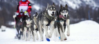 Kış köpek yarışı