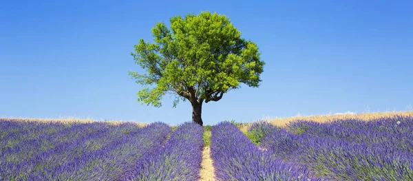 Lavender fields with tree — Stock Photo, Image