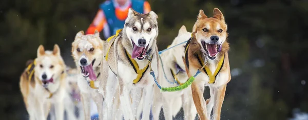Course de chiens de traîneau sur neige — Photo