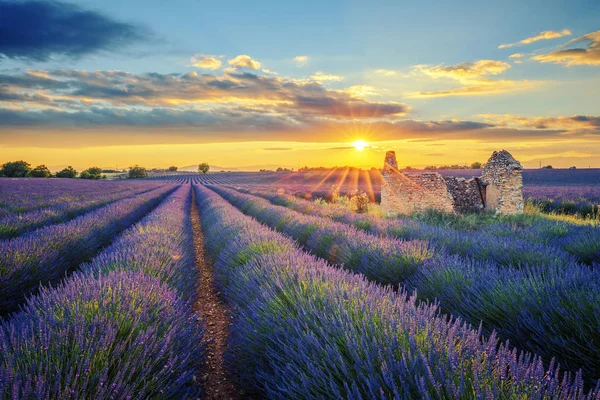 Lavender field at sunset — Stock Photo, Image