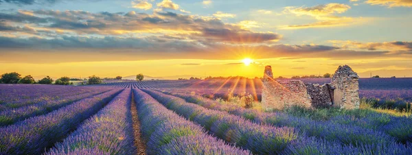 석양이 지는 라벤더 밭 — 스톡 사진