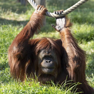 Hayvanat bahçesindeki orangutan manzarası