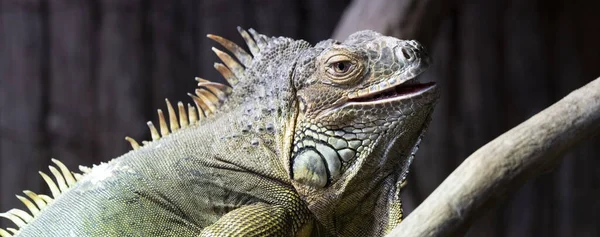 View Resting Iguana — стоковое фото