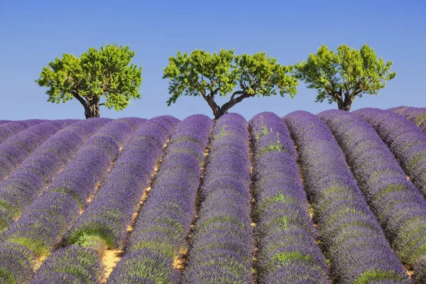 Vista Del Campo Lavanda Francia Europa —  Fotos de Stock