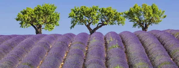 Vista Del Campo Lavanda Francia Europa —  Fotos de Stock