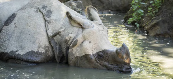 Rinoceronte Agua Verano —  Fotos de Stock