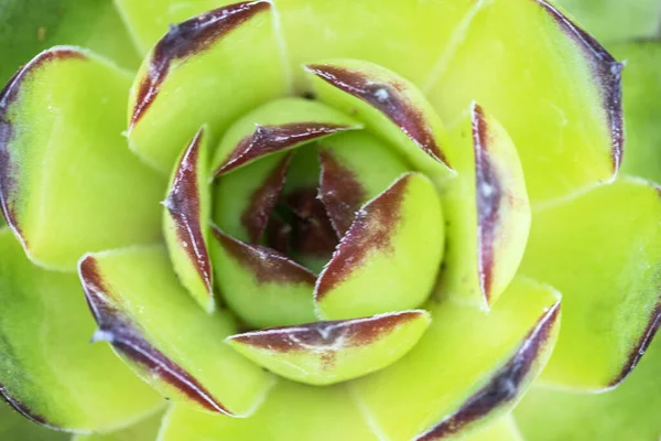 Grüne Fettige Pflanze Nahaufnahme — Stockfoto