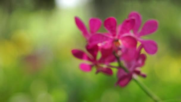 Vackra orkidé med bokeh — Stockvideo