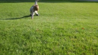 Sevimli güzel mutlu bir çocuk kameraya bakarak çimenlerin üzerinde çalıştırmak