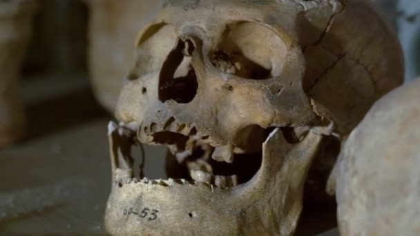 Este primer plano de un cráneo. Muchos no tienen los dientes en su lugar — Vídeos de Stock