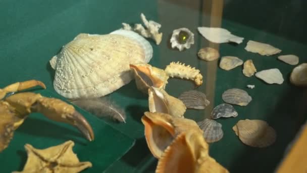 Cangrejo seco debajo del mar de vidrio y mejillones de río. Almejas de mejillón. Cangrejo de momia con garras — Vídeos de Stock