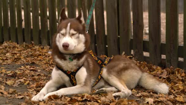 Hundezucht Husky ledit auf Herbstblättern auf dem Hintergrund eines Holzzaunes. — Stockvideo