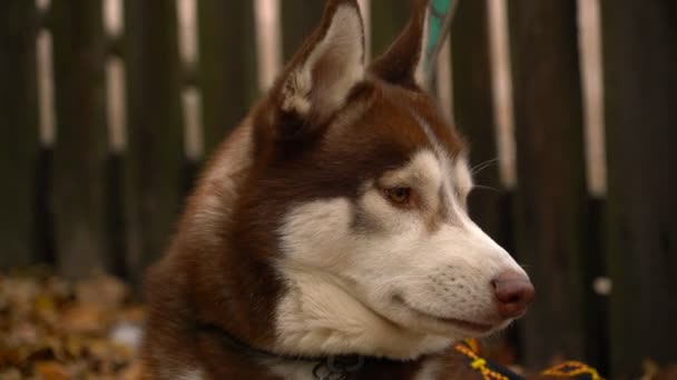 Dog Breed Husky Closeup Looks Around. — Stock Video