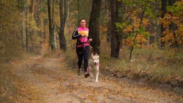 Τρέξιμο με ένα σκυλί στο δάσος. ένας συμμετέχων κορίτσι αγώνων τρέξει στο λουρί με το σκύλο — Αρχείο Βίντεο