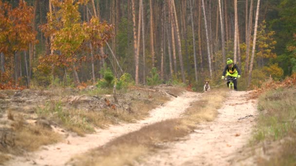 La Carrera en la Bicicleta en un trineo para perros. un hombre monta una bicicleta en un camino del bosque de la suciedad y delante de la bici está corriendo perro de caza — Vídeos de Stock
