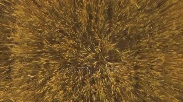 Над полем пшениці — стокове відео