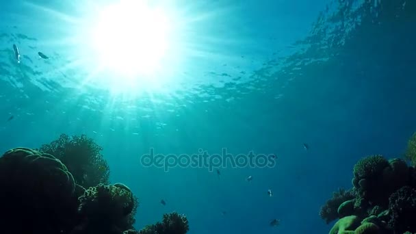 Mundo submarino de coral rojo mar — Vídeo de stock