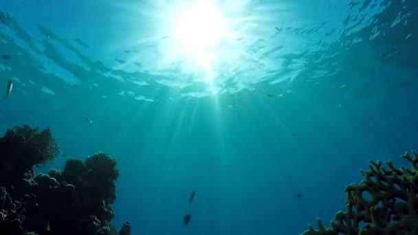 Заставка подводного мира — стоковое видео