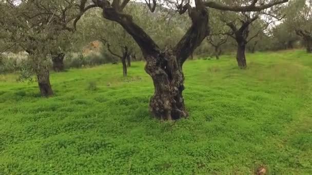 Oliviers en bois dans un jardin grec 